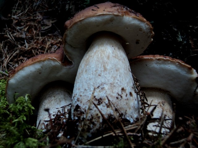 Boletus...nell''immaginario...